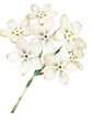 deco